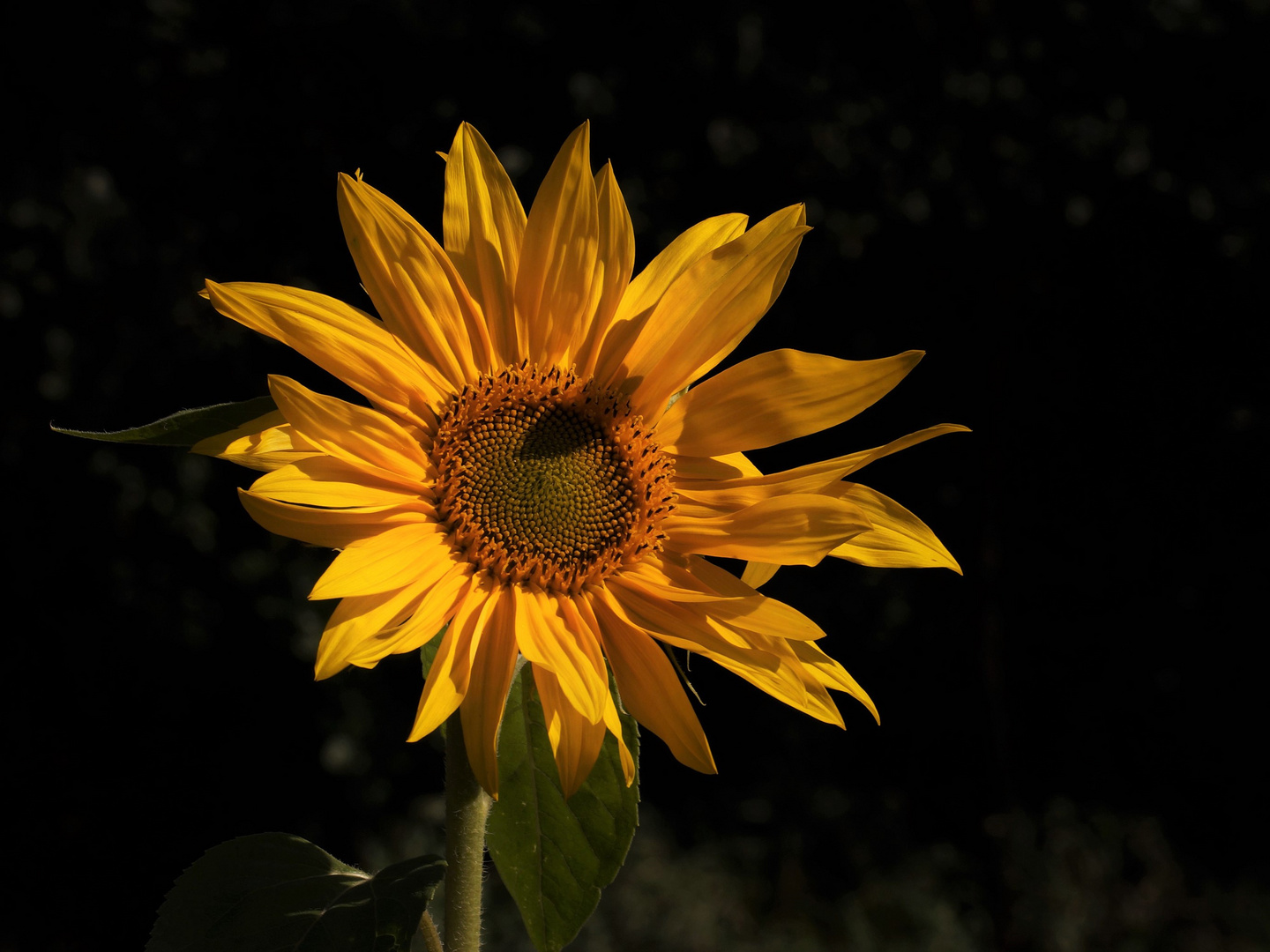 Diese Sonnenblume...