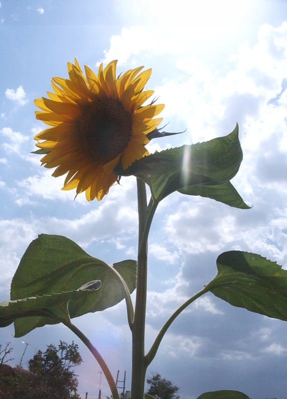 Diese Sonnenblume weigert sich scheinbar, sich der Sonne zuzudrehen ;)