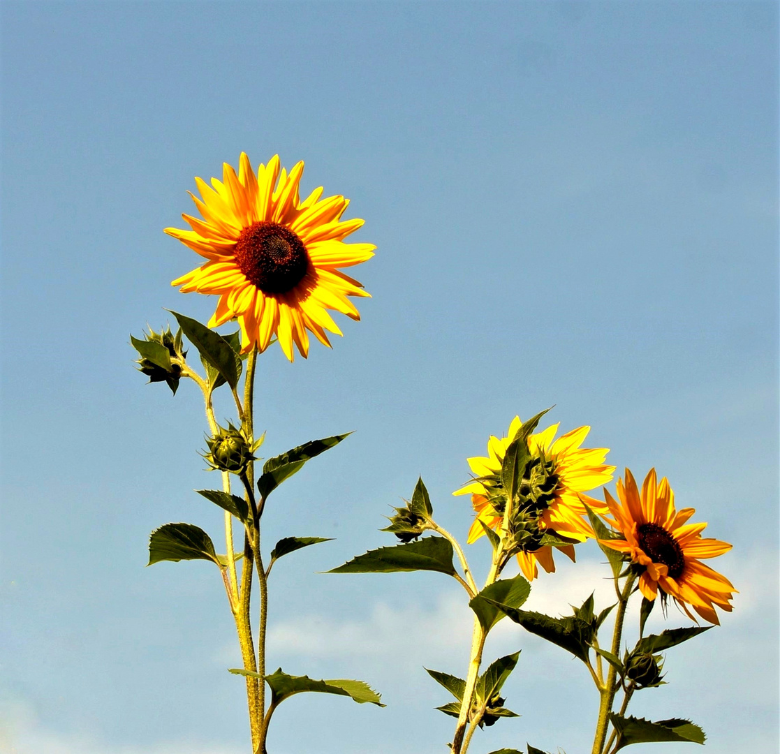 Diese Sonnenblumen...