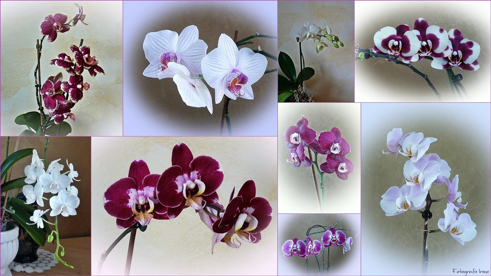 diese Sorten Orchideen blühen zur Zeit bei mir 