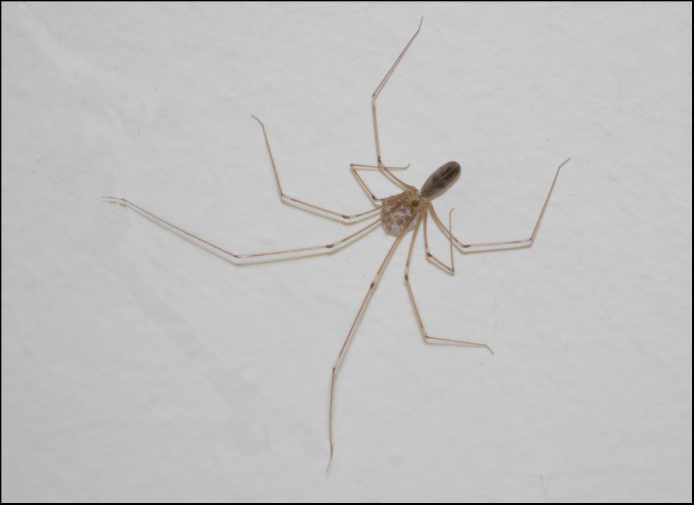 Diese Spinne mit ihren Kindern