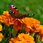 Diese Studentenblumen mit "Besuch"…