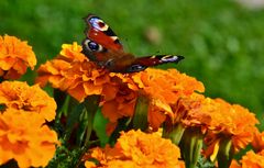 Diese Studentenblumen mit "Besuch"…