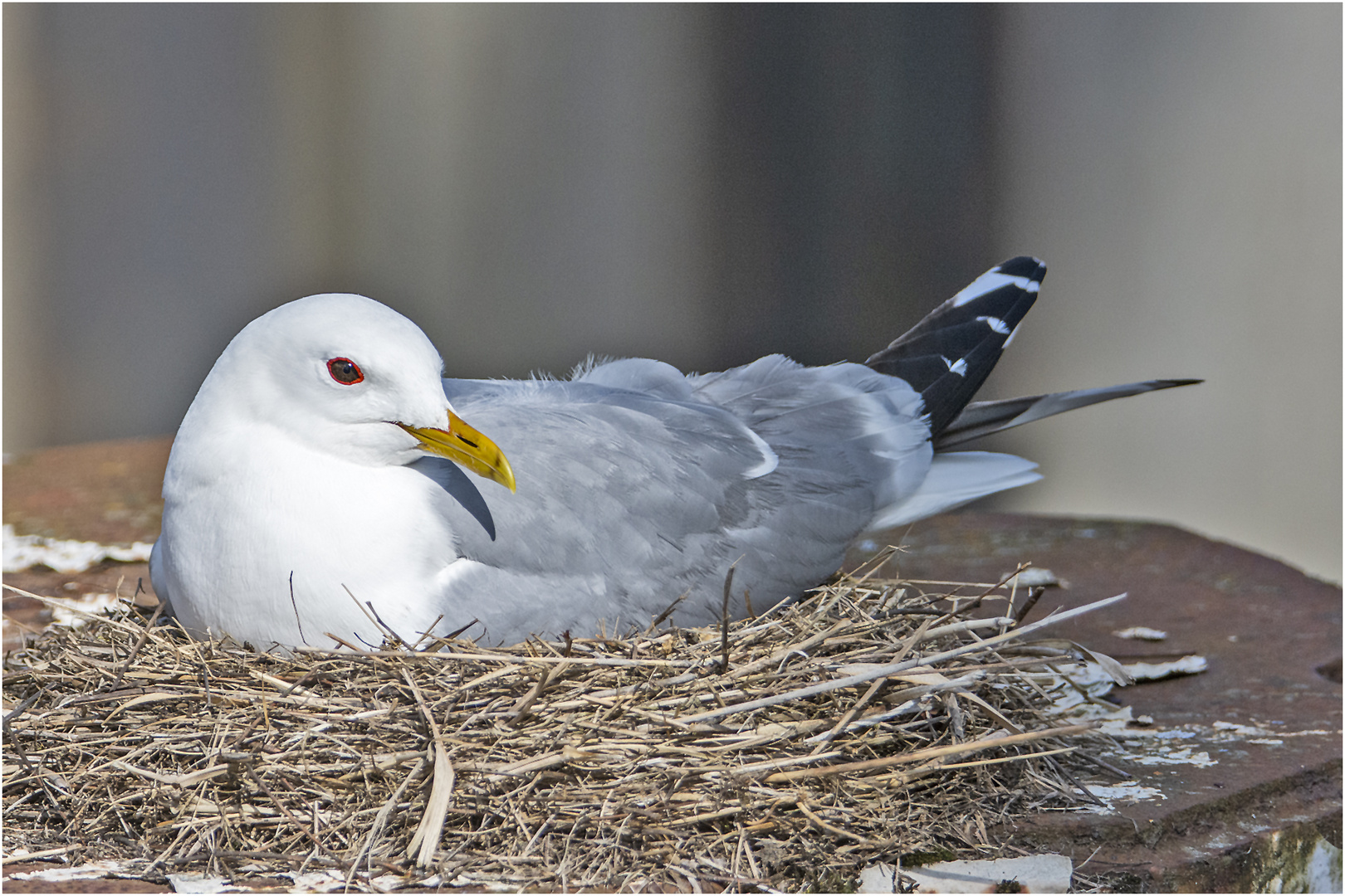 Diese Sturmmöwe (Larus canus) hat ihr Nest . . .