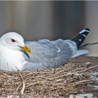 Diese Sturmmöwe (Larus canus) hat ihr Nest . . .