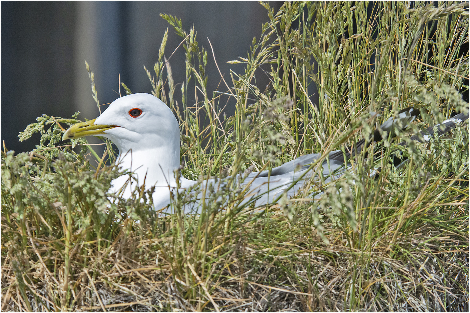 Diese Sturmmöwe (Larus canus) hat ihr Nest . . .