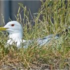 Diese Sturmmöwe (Larus canus) hat ihr Nest . . .