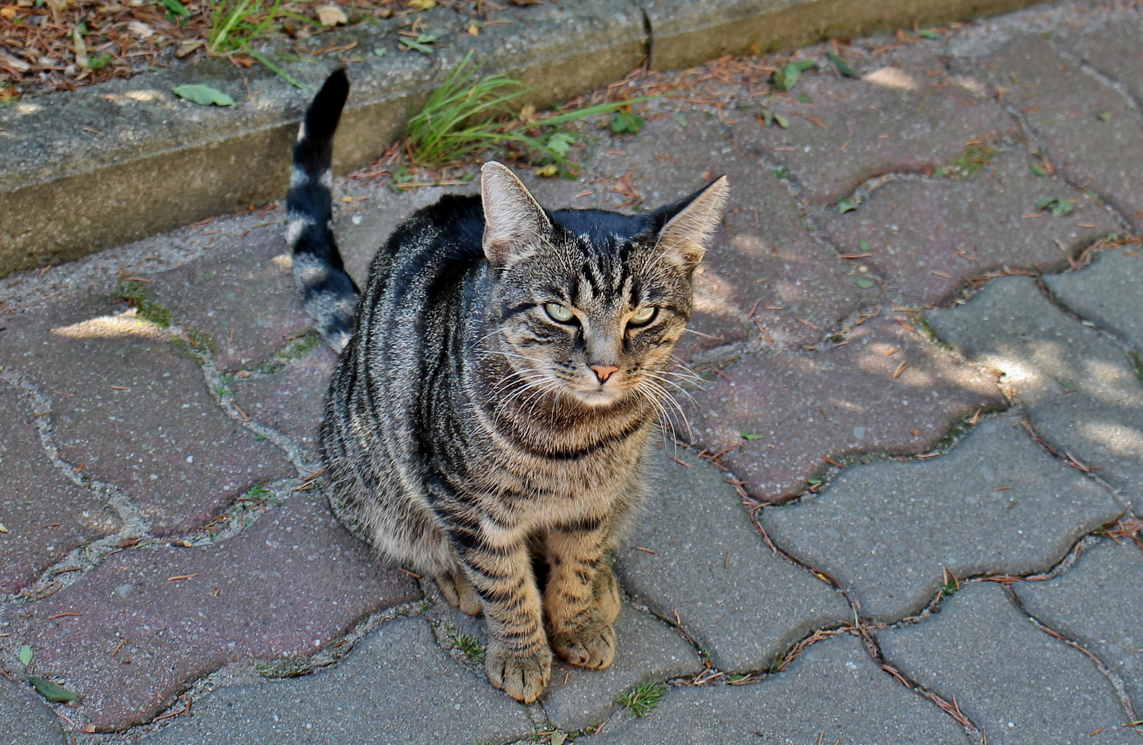 Diese süße Katze lief auf mich zu