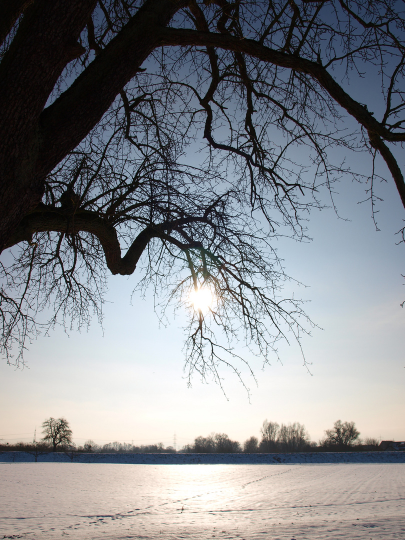 Diese Tage, an denen der Winter heller als der Sommer scheint....