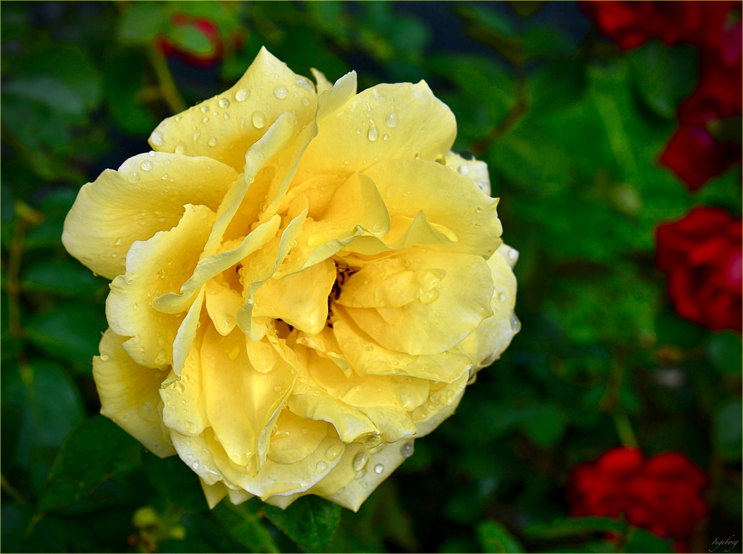 diese Teerose Foto & Bild outdoor, pflanzen, rosen Bilder auf