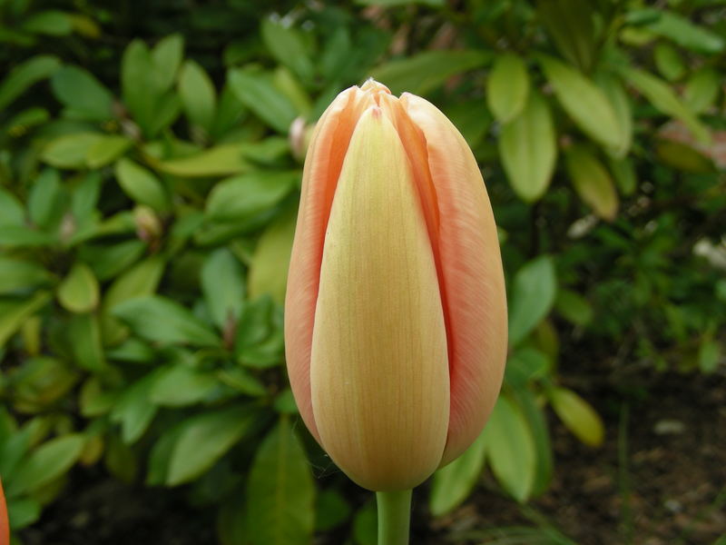 Diese Tulpe...