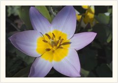 Diese Tulpe öffnet sich dem Zuschauer total.