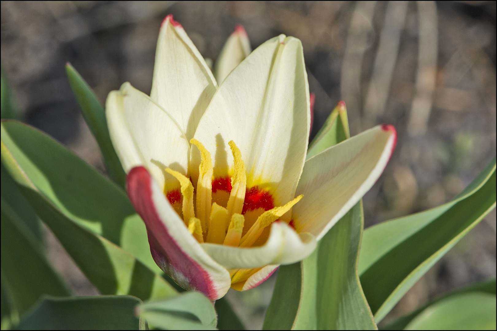 Diese Tulpensorte überrascht uns . . .