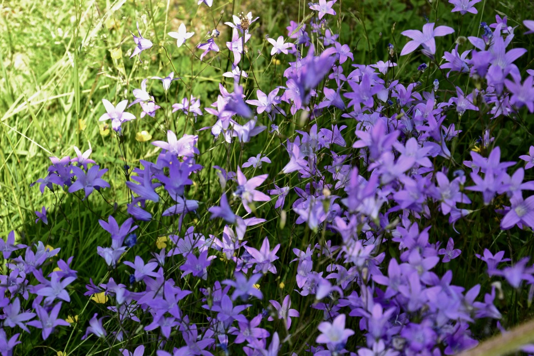 Diese üppige Blumenstaude …