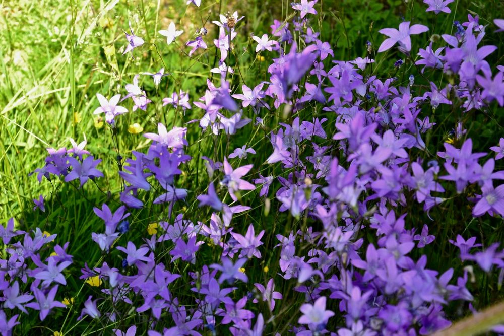 Diese üppige Blumenstaude …