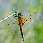 Diese Vierflecklibelle (Libellula quadrimaculata) . . .