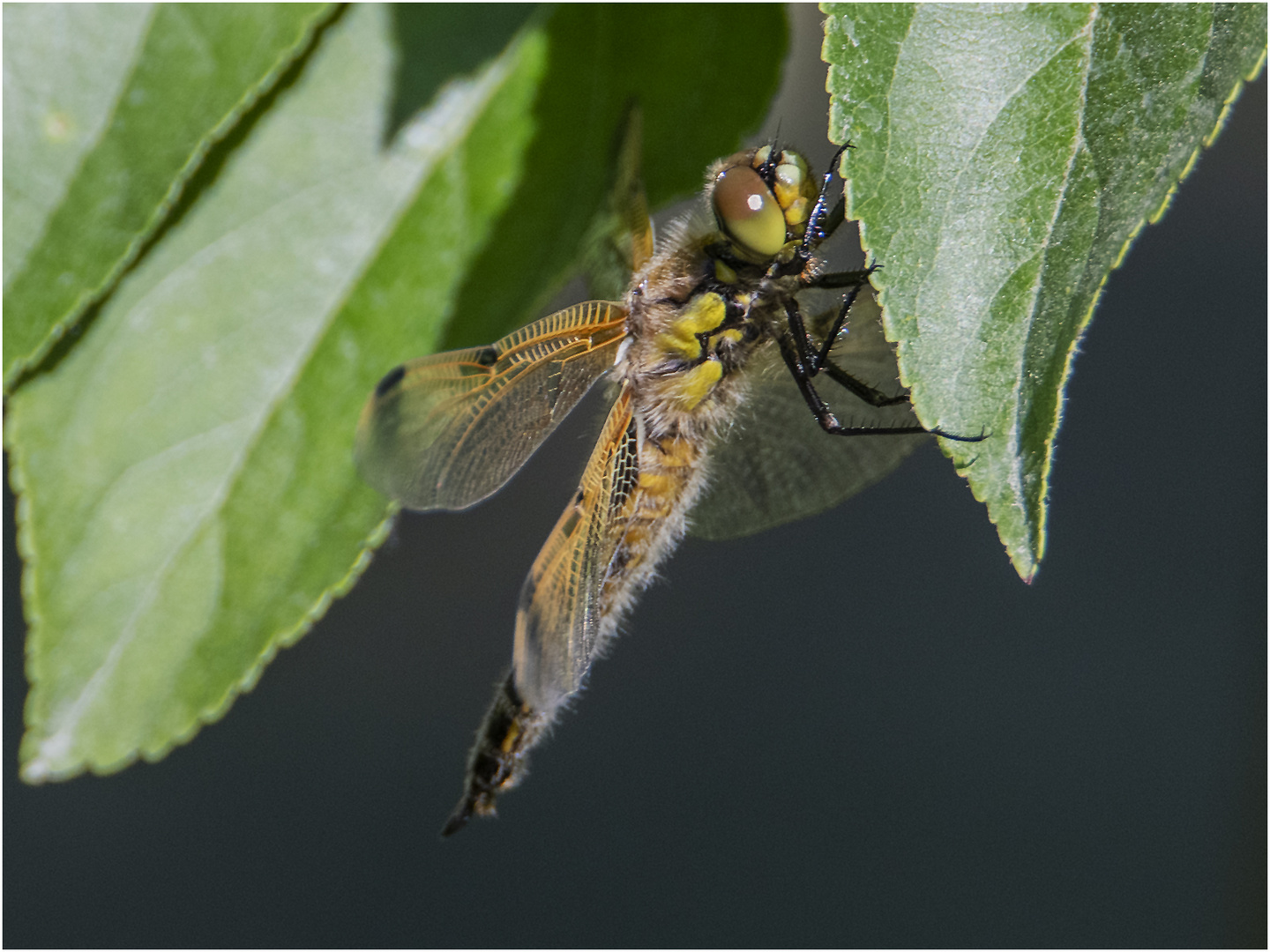 Diese Vierflecklibelle (Libellula quadrimaculata) stieg aus dem . . . 