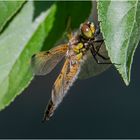 Diese Vierflecklibelle (Libellula quadrimaculata) stieg aus dem . . . 