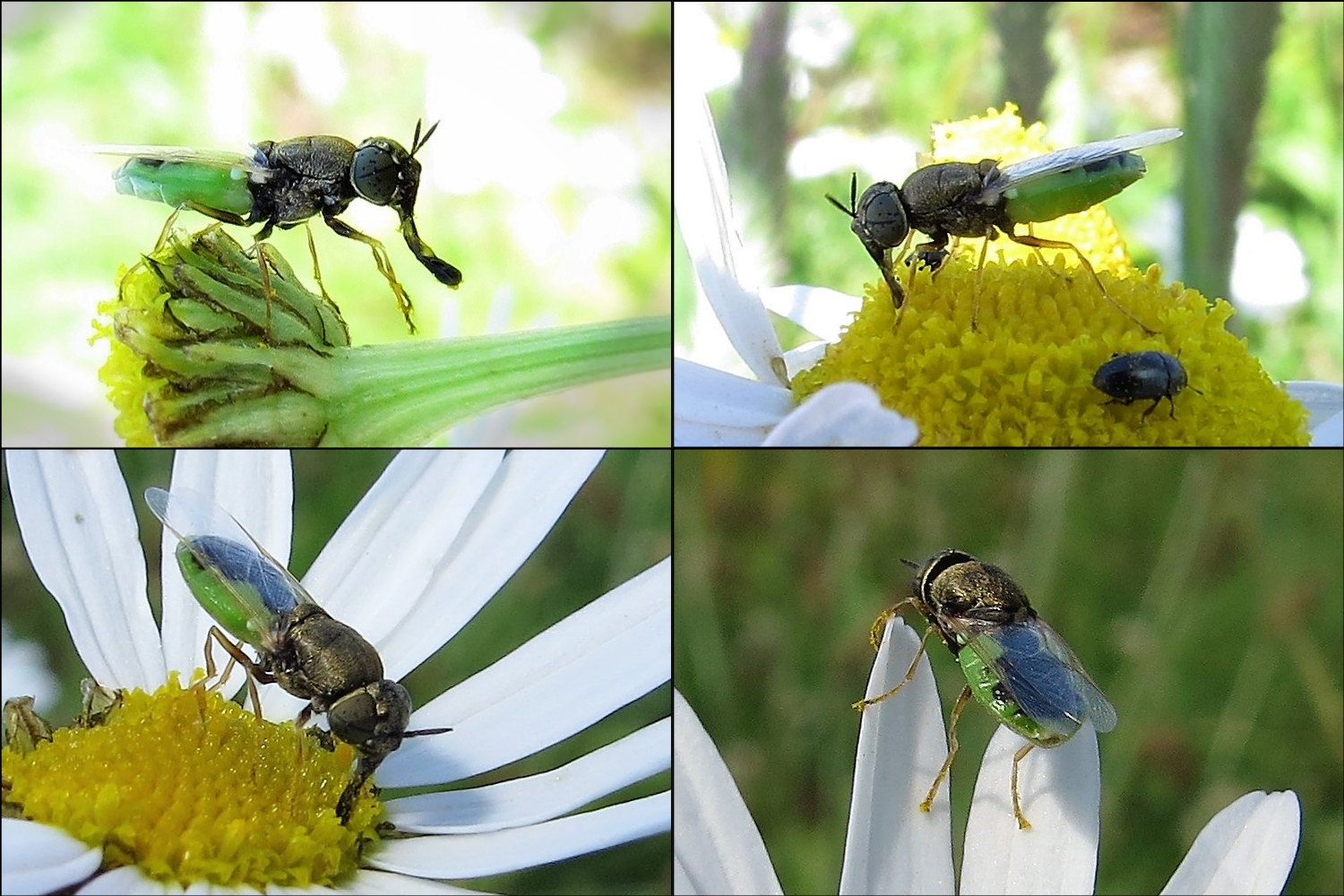 Diese Waffenfliege sah ich