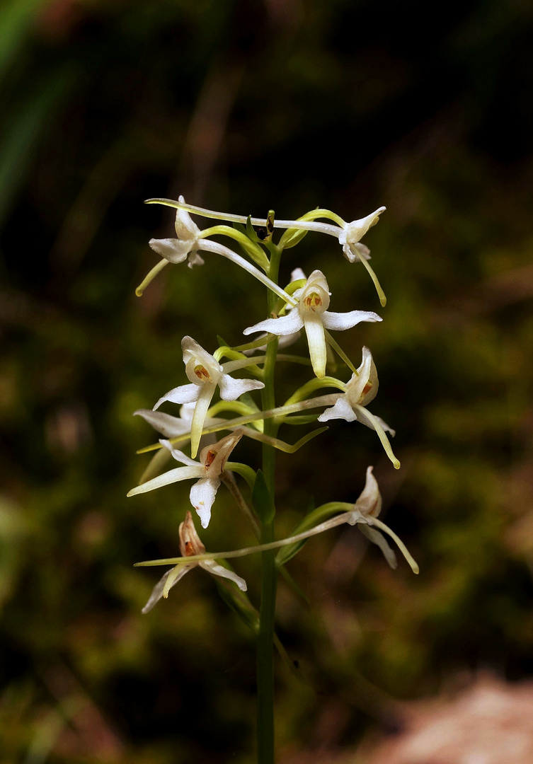 Diese Waldhyazinthe...