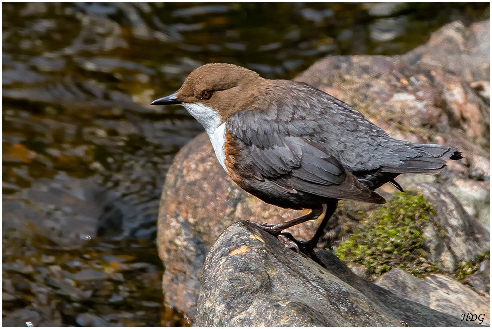 Diese Wasseramsel (2) ...