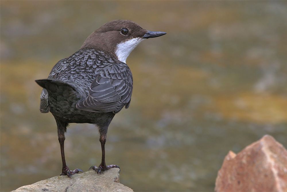 diese Wasseramsel