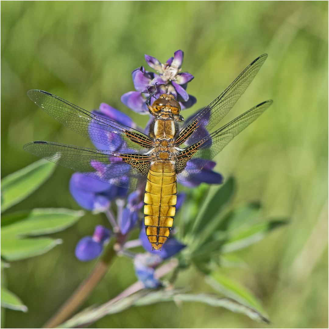 Diese weibliche Plattbauchlibelle (Libellula depressa) . . .