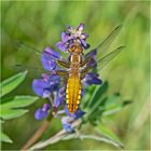 Diese weibliche Plattbauchlibelle (Libellula depressa) . . .