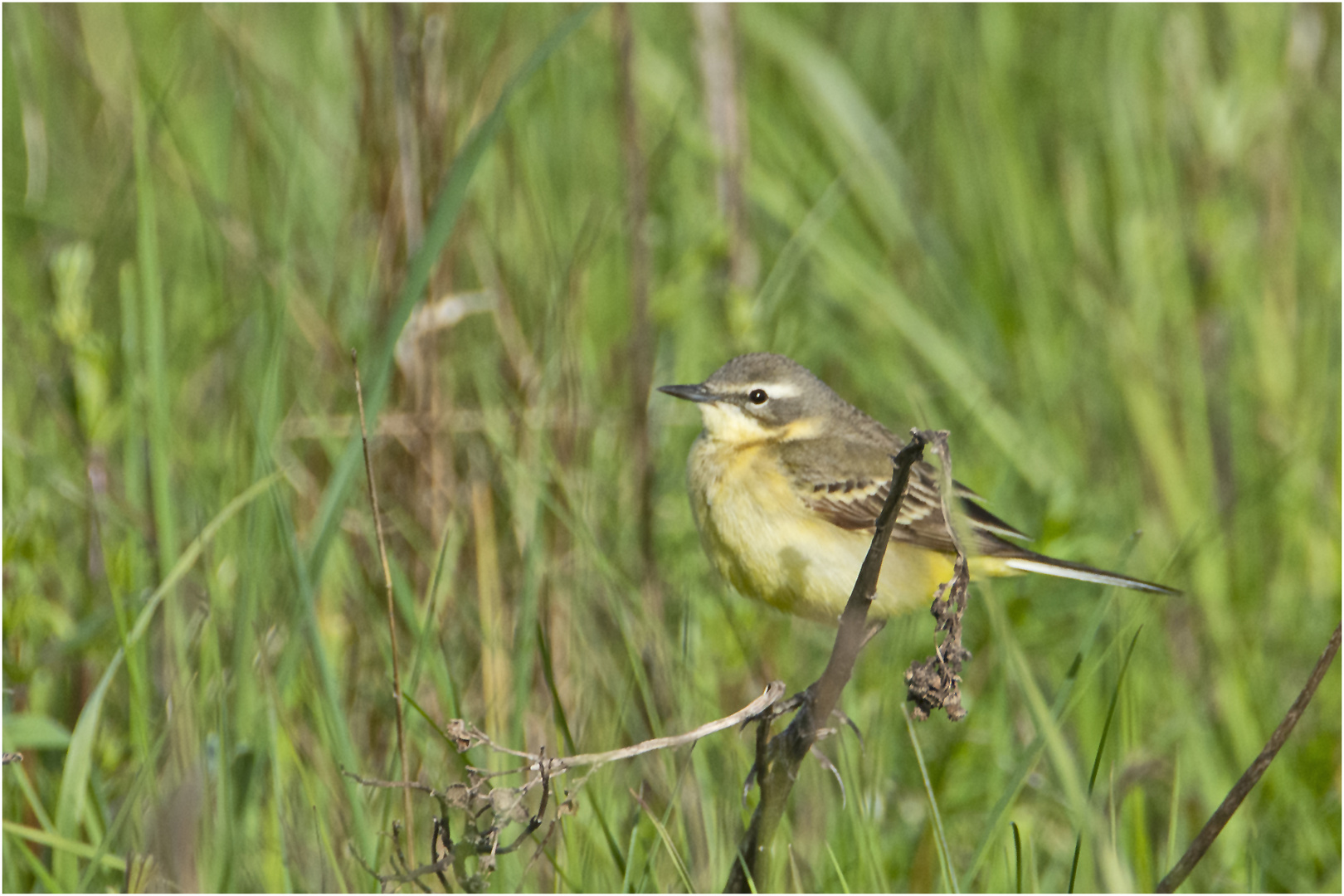 Diese weibliche Schafstelze (Motacilla flava) . . .