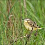 Diese weibliche Schafstelze (Motacilla flava) . . .