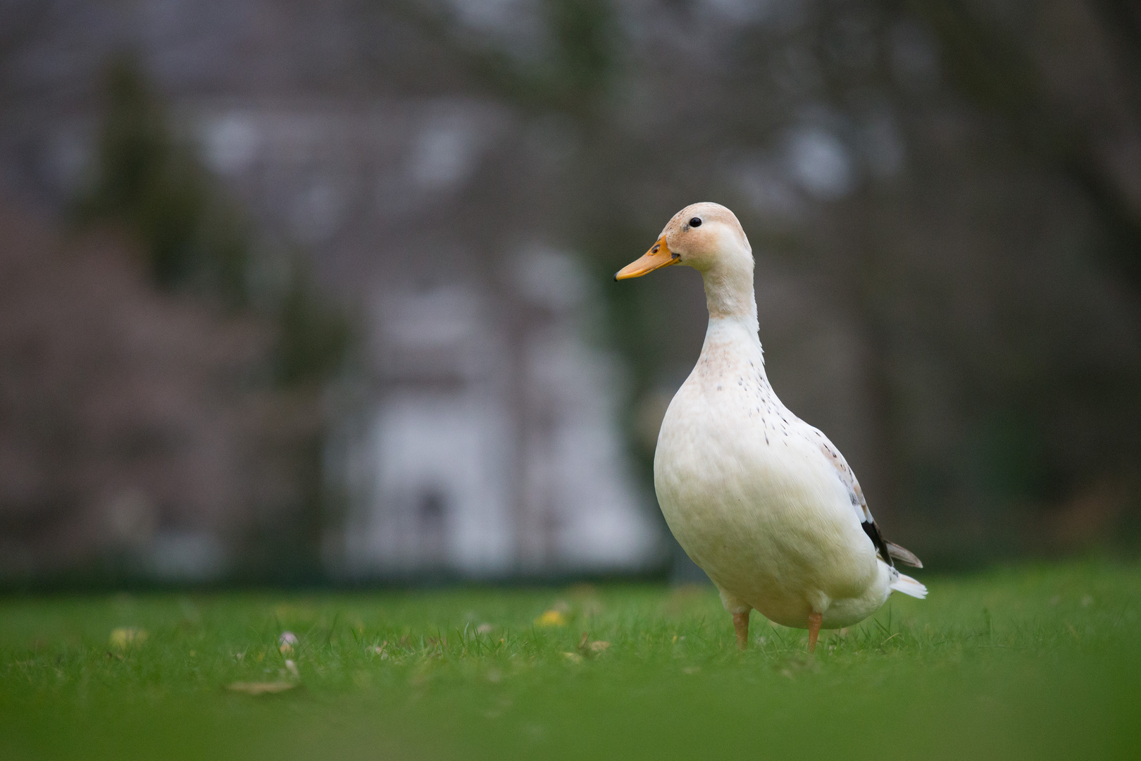 Diese weiße Ente... Foto & Bild tiere, wildlife, wild lebende vögel Bilder auf