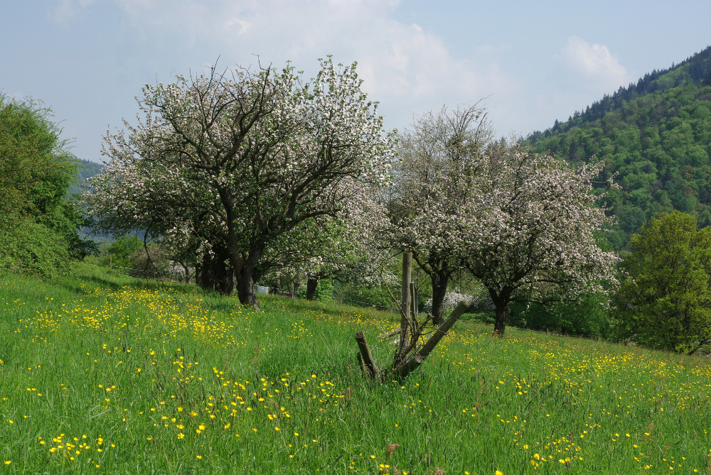 Diese Wiese bleibt erhalten!