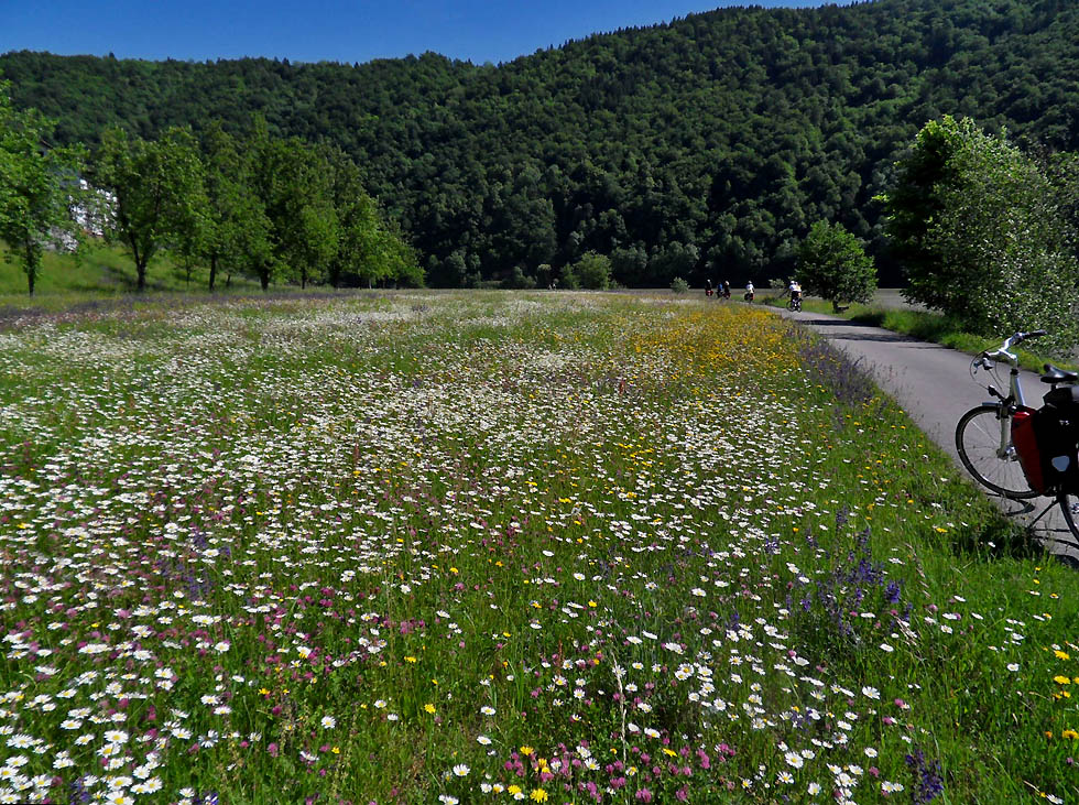 Diese Wiese gibt es nicht mehr (2009)