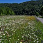 Diese Wiese gibt es nicht mehr (2009)