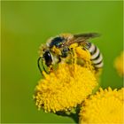 Diese Wildbiene mit ihrem tütenförmigen Pollensack . . .