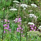 Diese Wildblumenwiese …