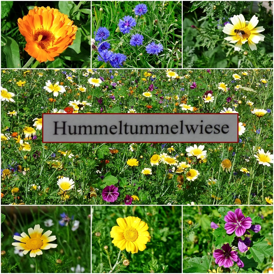 Diese Wildblumenwiese . . .