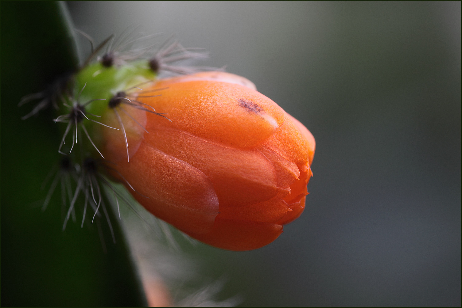 Diese wilde Kaktus und seine zarte Blume