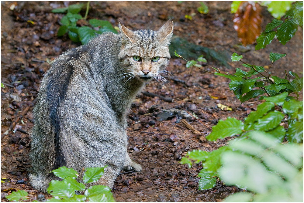 diese Wildkatze...