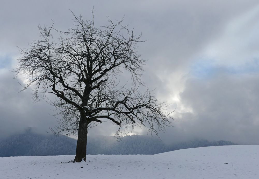 Diese Winterbäume liebe ich