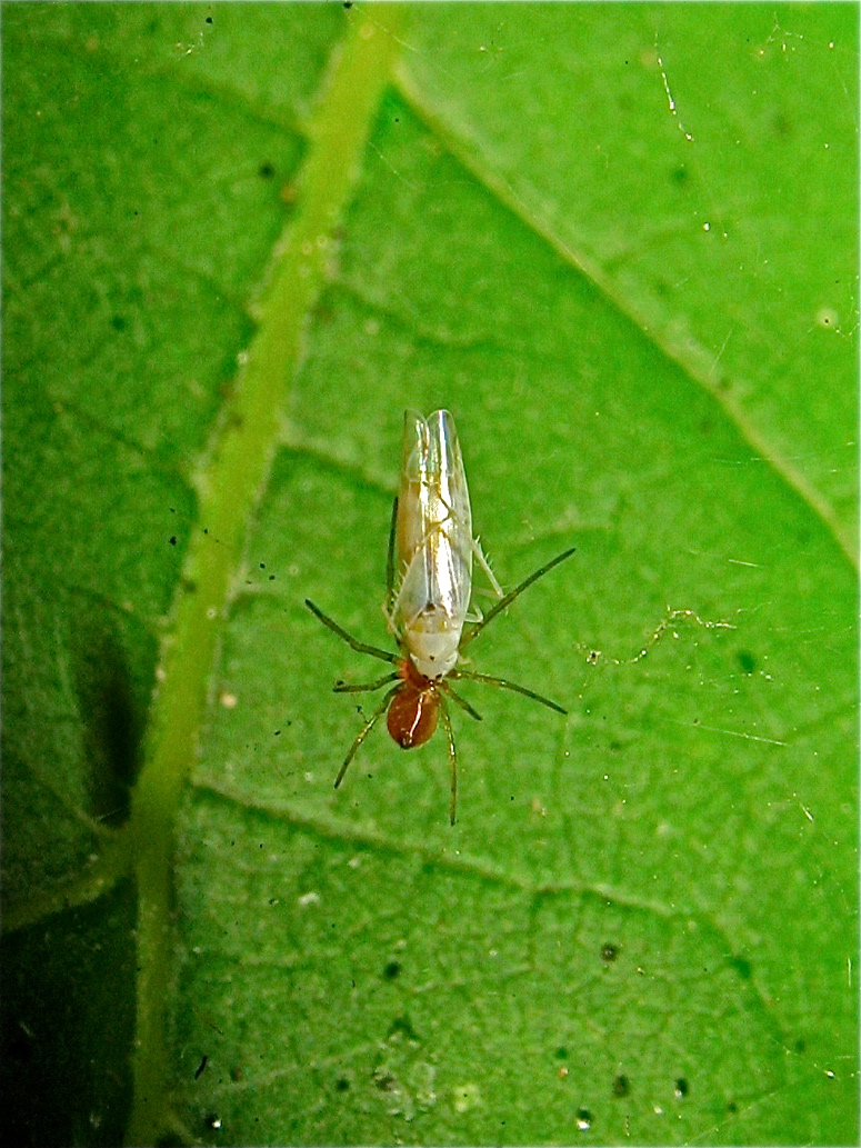 Diese winzige Spinne hat eine Brombeerzikade (Ribautiana debiles) gefangen.