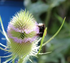 diese winzigen Blüten sind begehrt