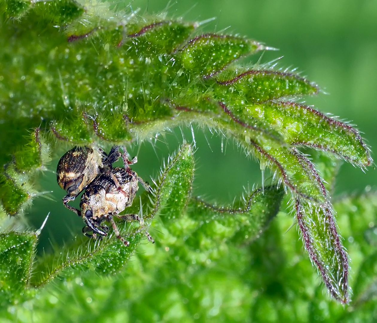 Diese winzigen Rüsselkäfer feiern im Verborgenen das Frühlingserwachen!