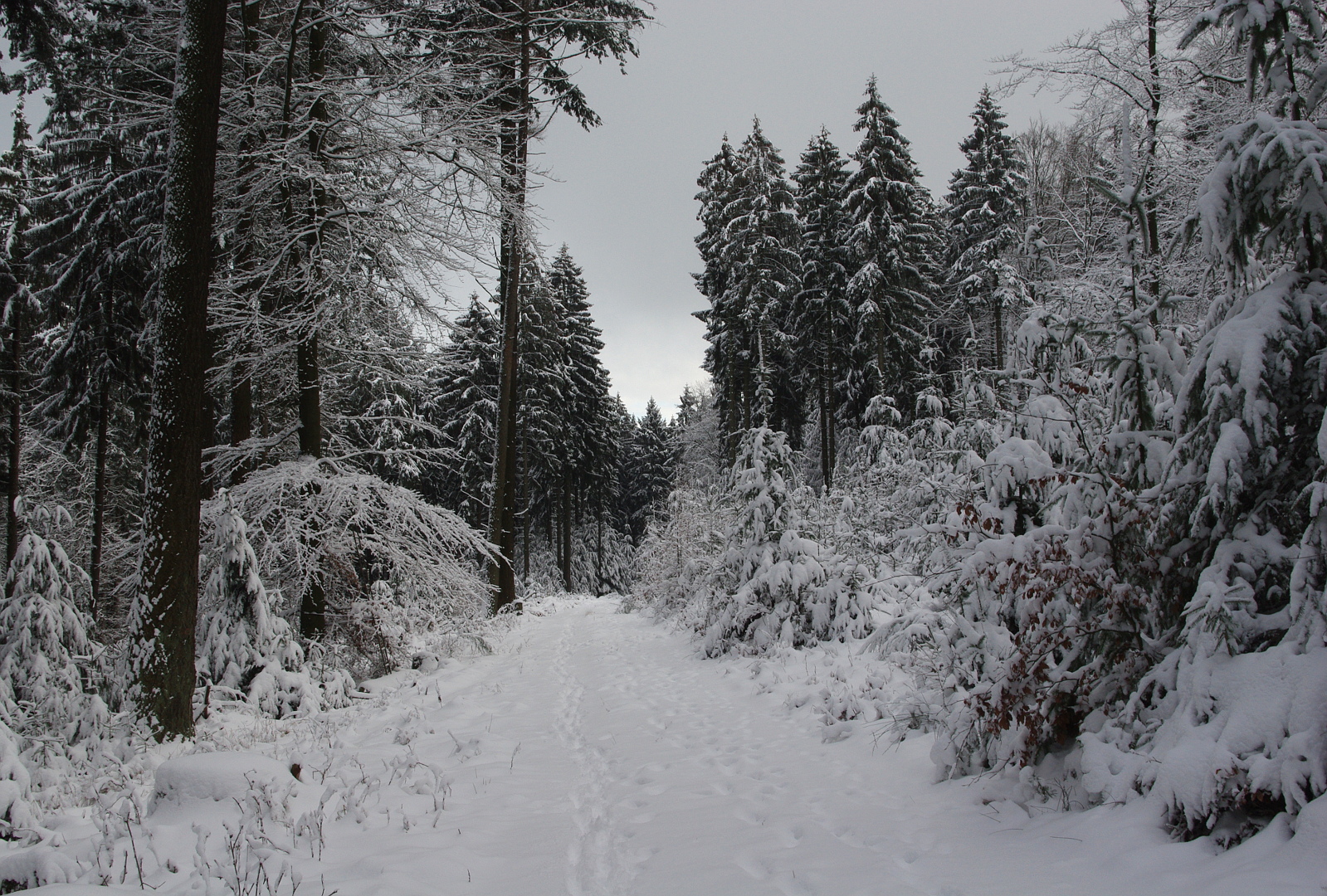 Diese Woche im Wald