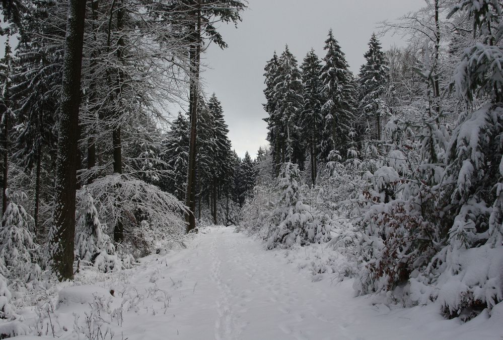 Diese Woche im Wald