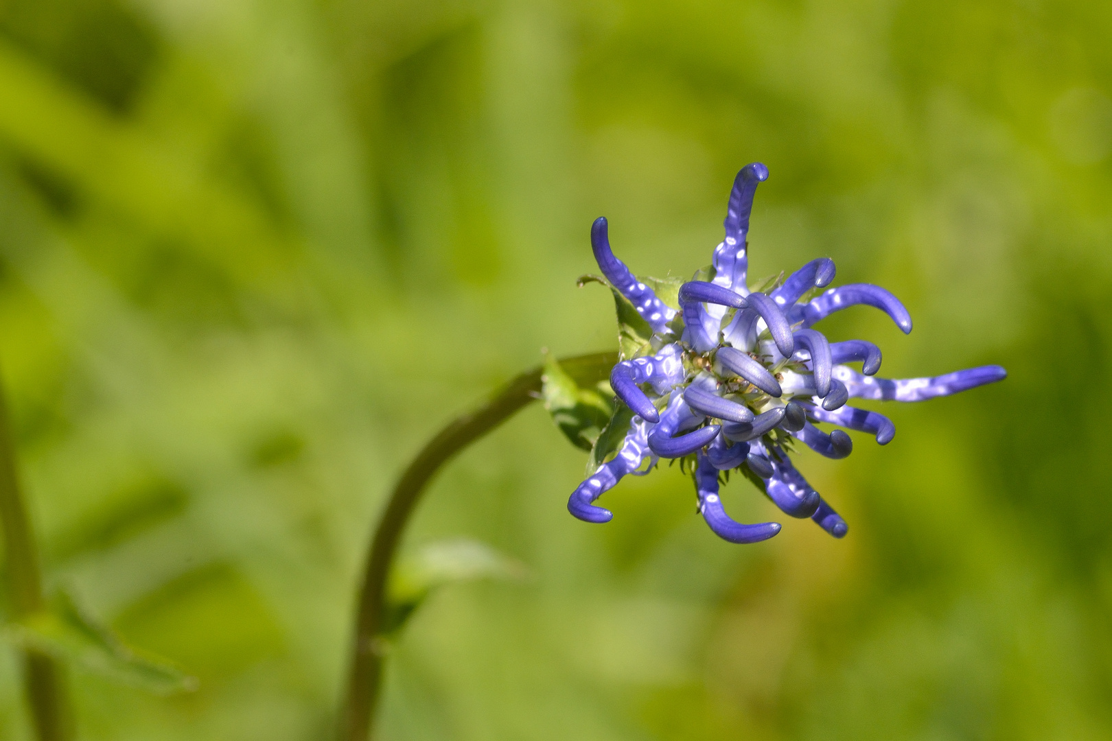 Diese wunderschöne Blüte...