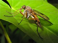 Diese wunderschöne, etwa 1 cm lange Fliege tupft mit ihrem Klopfsauger Blätter ab, . . .