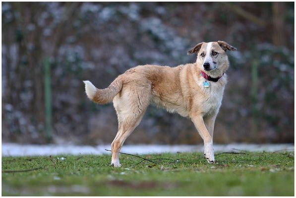 ...Diese wunderschöne Hündin...