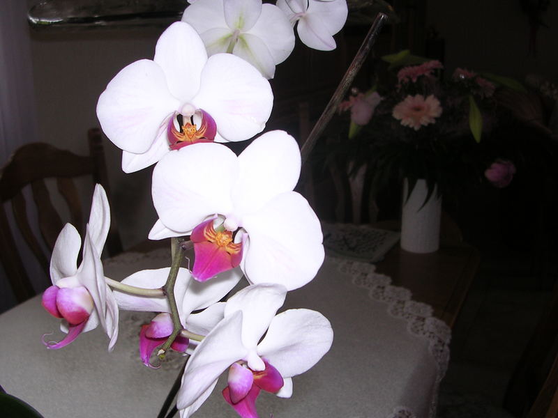 diese wunderschöne Orchidee ist ein Geschenk von Peter und Anette