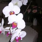 diese wunderschöne Orchidee ist ein Geschenk von Peter und Anette